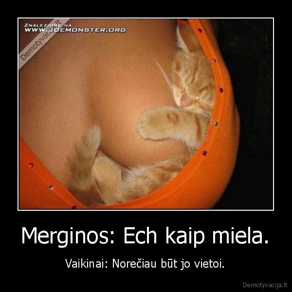 papai,katinas,gyvunas,gyvenimas,prikolas