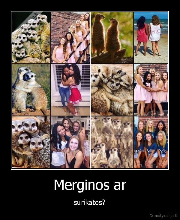 merginos,surikatos,deja