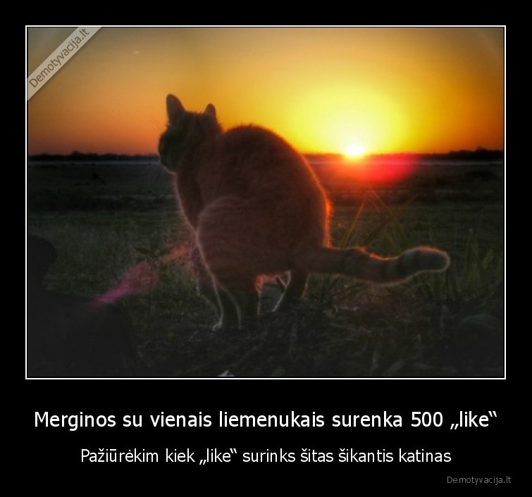 sikantis, katinas,sika