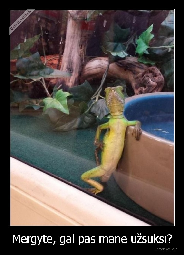 mergyte,uzsuk,kabina,chameleonas