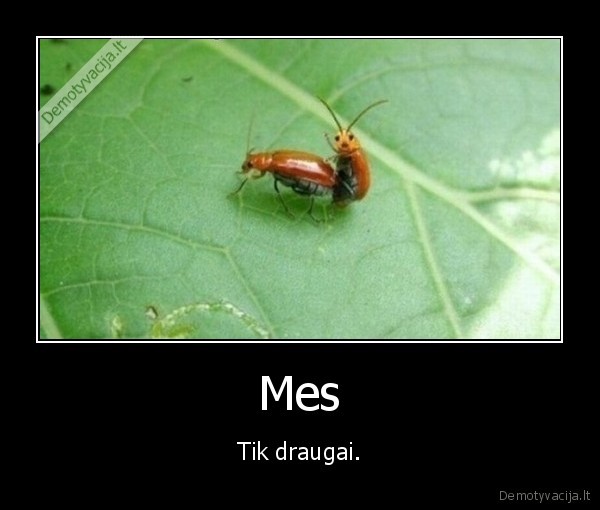 draugai,vabalai,lapas