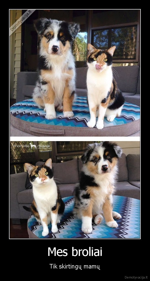 kate, ir, suo,panasus