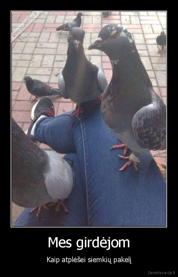 balandziai,juokingi, balandziai,nagli, balandziai