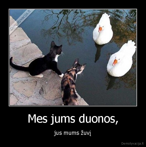 katinai,gulbes,mainytis