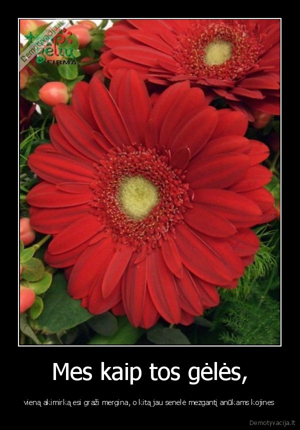 Mes kaip tos gėlės,