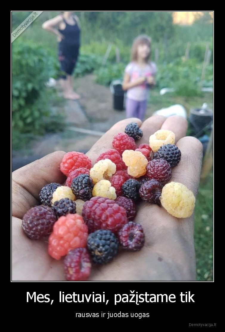 uogos,rausvos,juodos,avietes,gervuoges