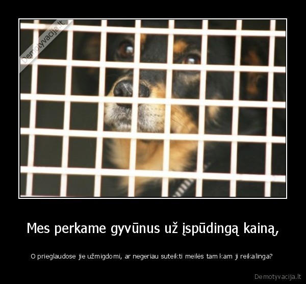 Mes perkame gyvūnus už įspūdingą kainą,