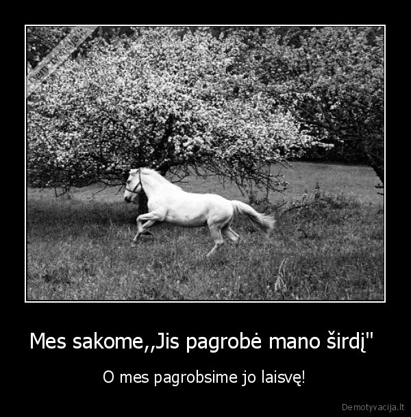 Mes sakome,,Jis pagrobė mano širdį&quot; 