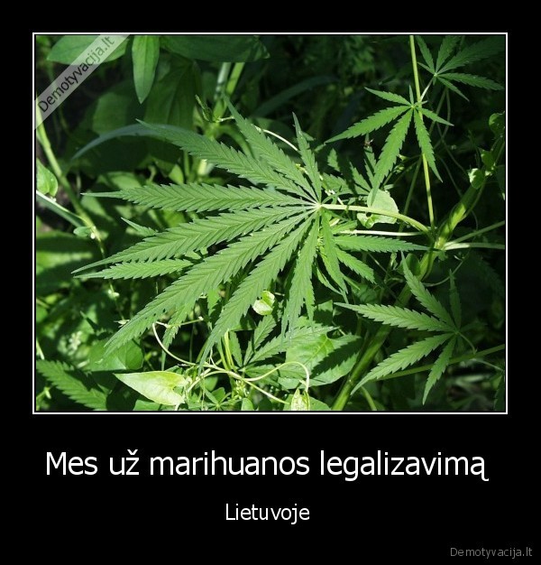 Mes už marihuanos legalizavimą 