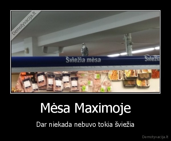 kaunas,balandis,maxima