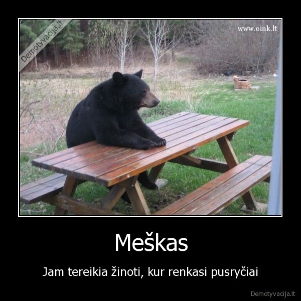 meskas,lokys,meska,gyvunai,gamta