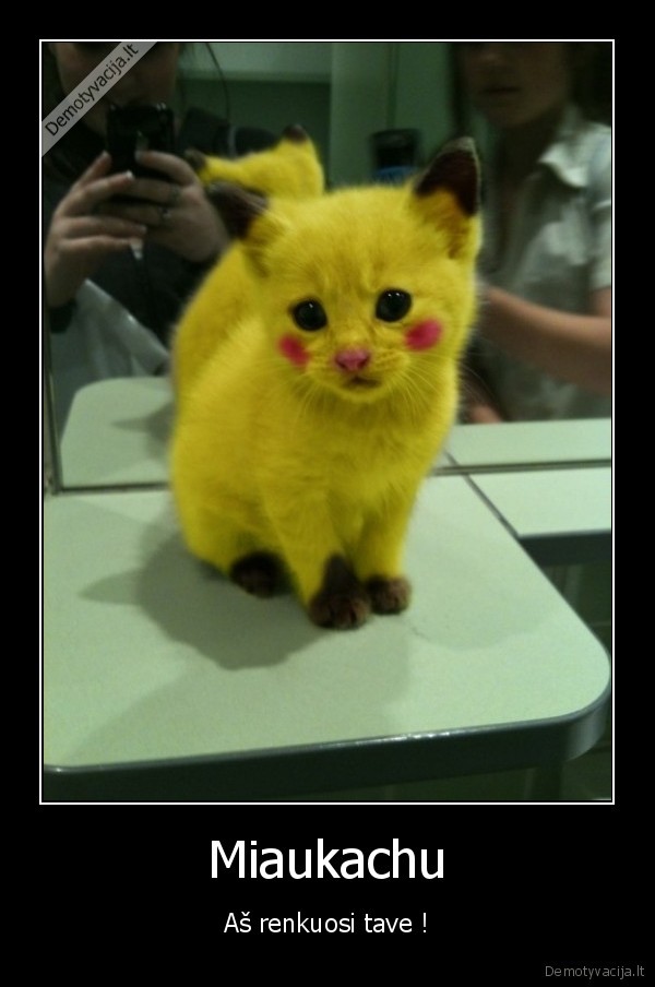 Miaukachu