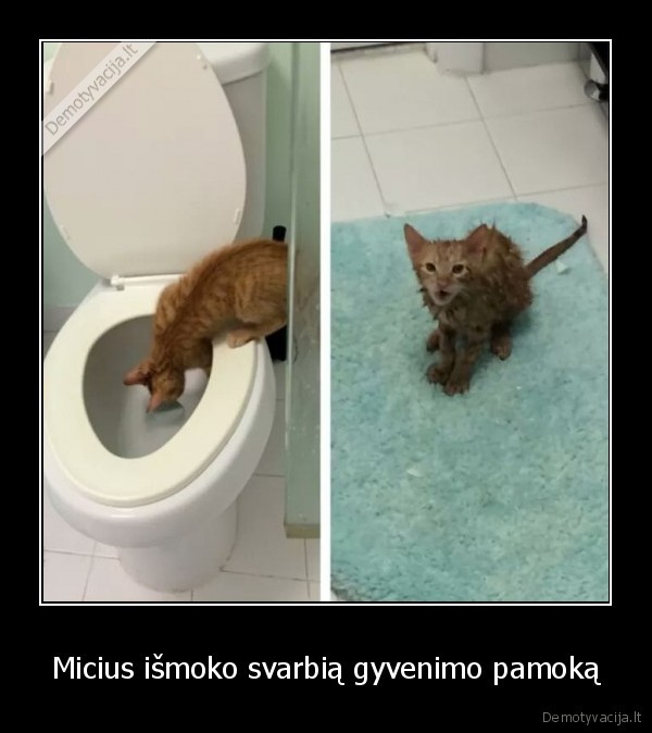 katukas,katinas,kate,tualetas,gyvenimas,pamoka