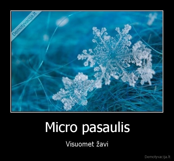 Micro pasaulis