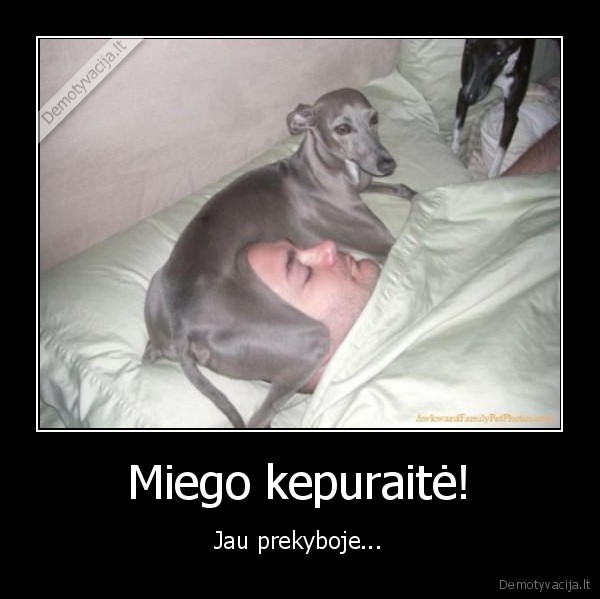 ant, suns, miegosi, blusu, turesi