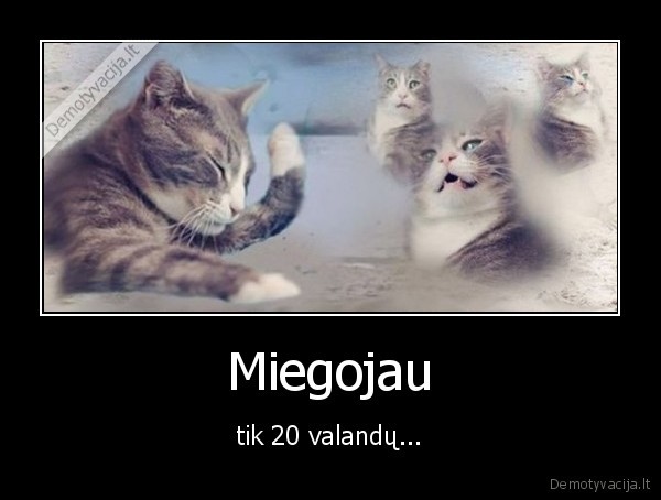 katinas,miegoti,miegs