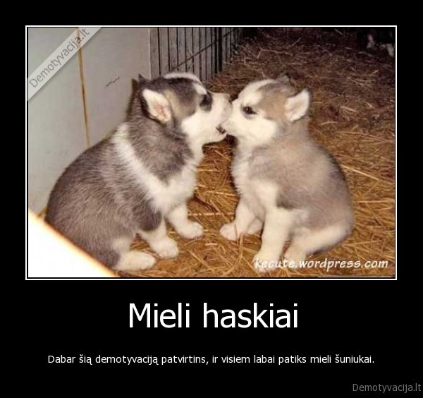 haskis,haskis,suo,sunys,adminai, del, dievo, meiles,dar, ne, toki, suda, praleidai