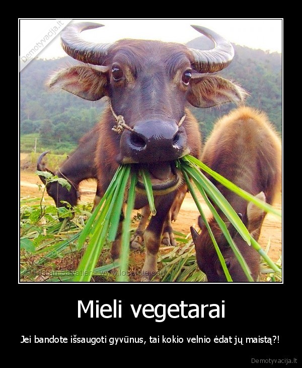 vegetarizmas,maistas,gyvunai