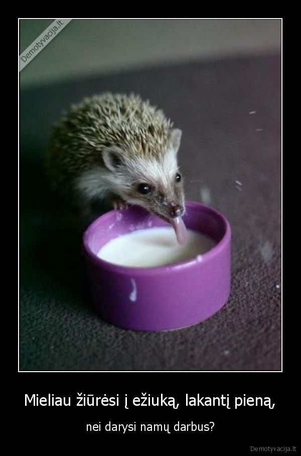 Mieliau žiūrėsi į ežiuką, lakantį pieną,