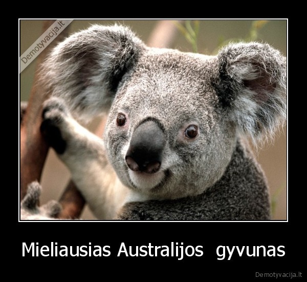 Mieliausias Australijos  gyvunas