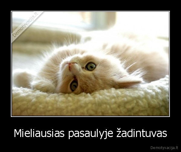 kates,miela, kate,mielas, kaciukas