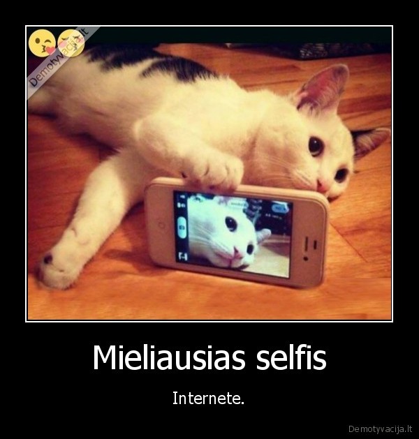 selfis,kate,katinas,internetas