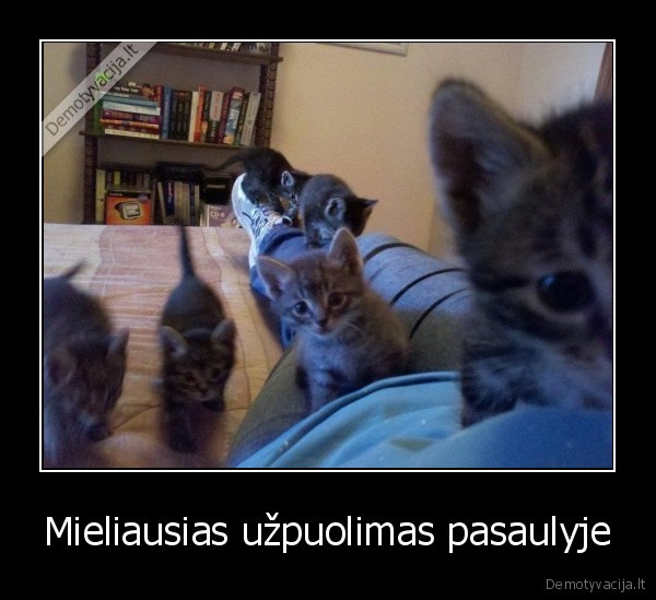 kaciukai,mazos, kates,mieli, kaciukai,uzpuolimas