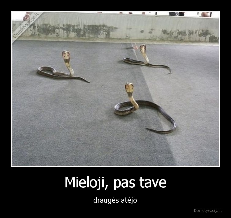 drauges,gyvates,mieloji,atejo
