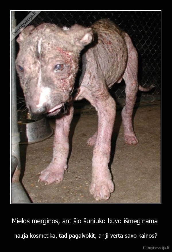 Mielos merginos, ant šio šuniuko buvo išmeginama 