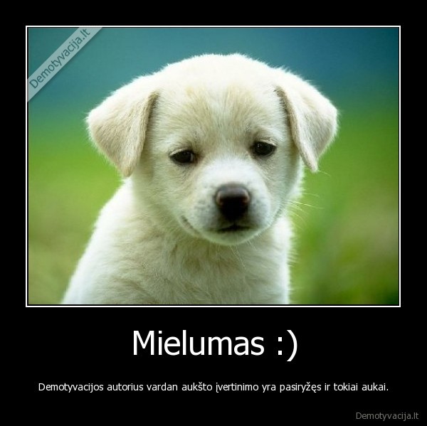 mielas,suniukas,beviltiskas,bandymas,meile,kudlotas,smile,lol