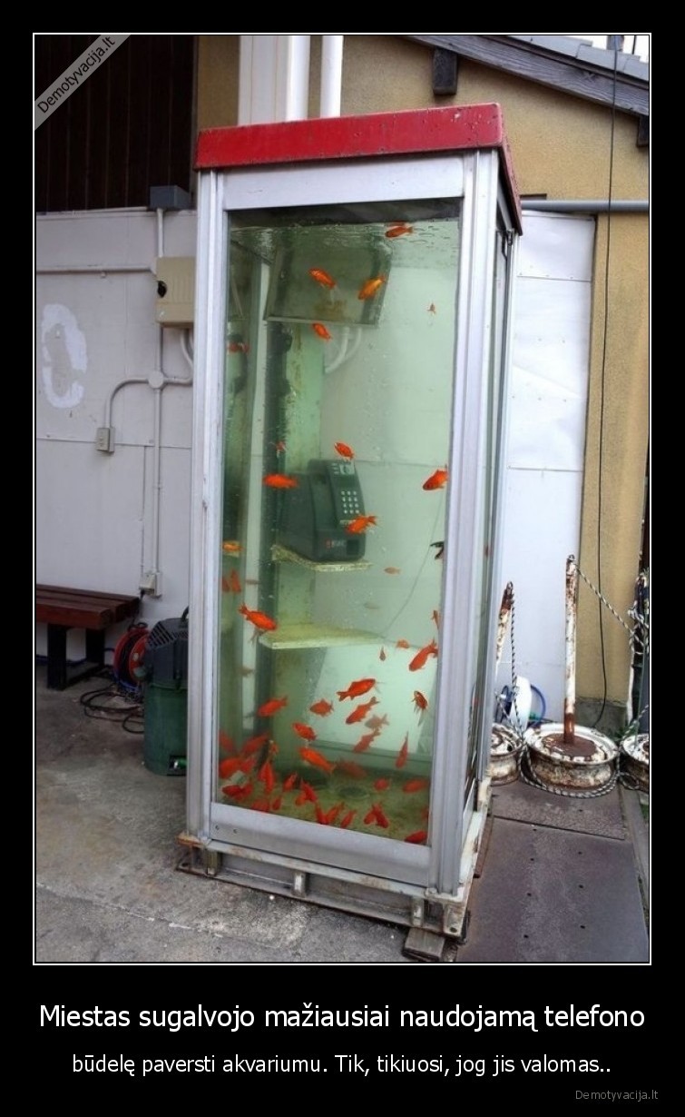 zuvys,budele,akvariumas