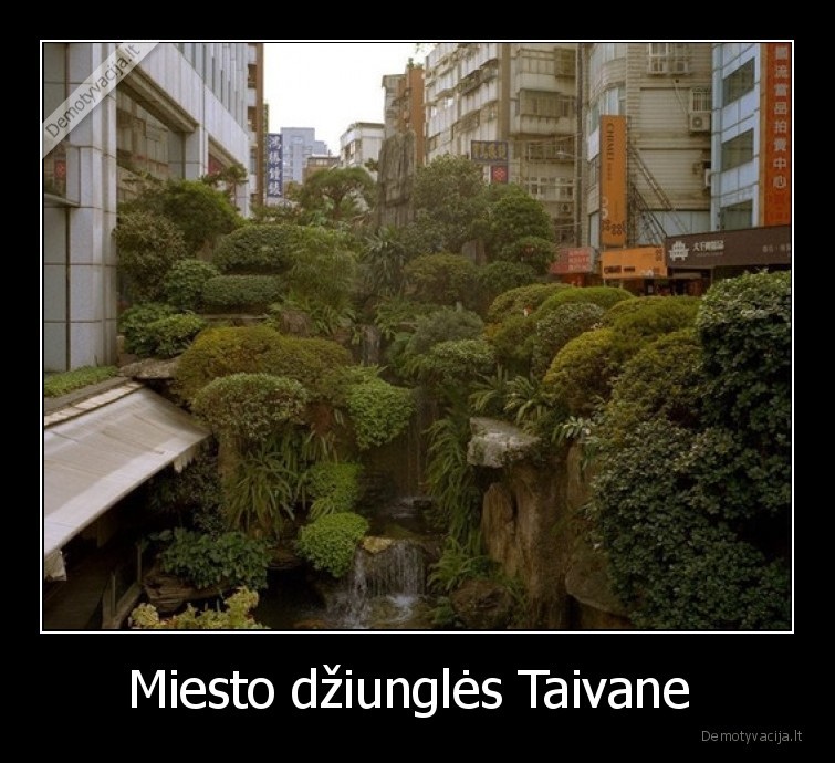 taivanas,dziungles,miestas