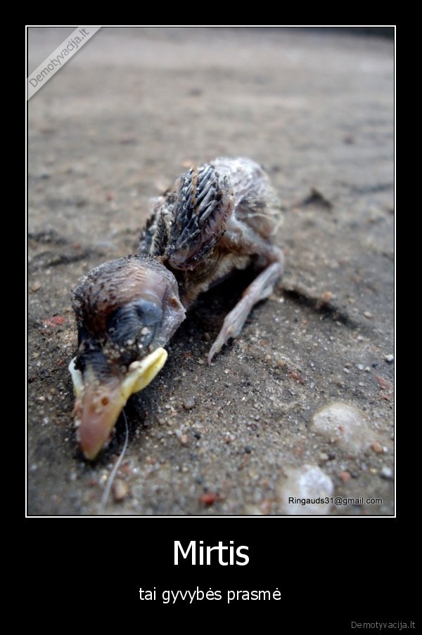 mirtis,gyvybe,paukstis,nemesk, gyvenimo, del, mirties
