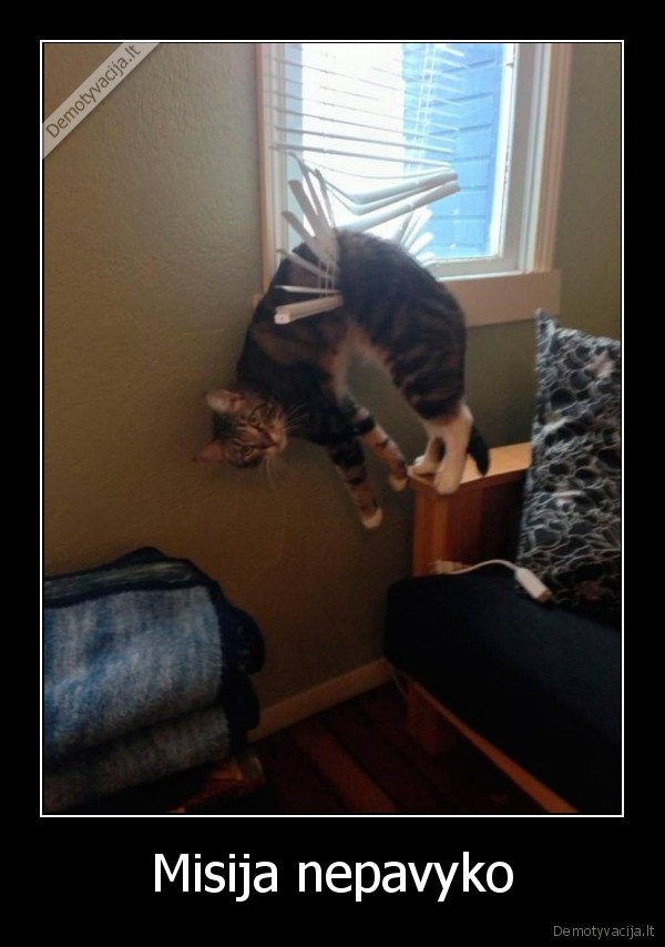 juokingas, katinas,katino, nelaime