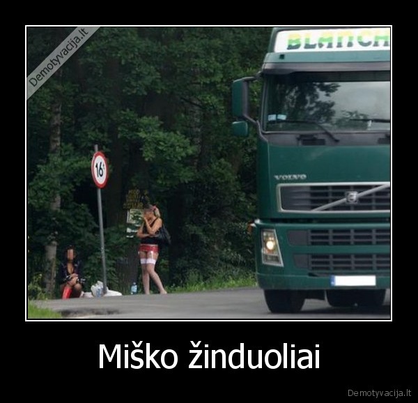 Miško žinduoliai