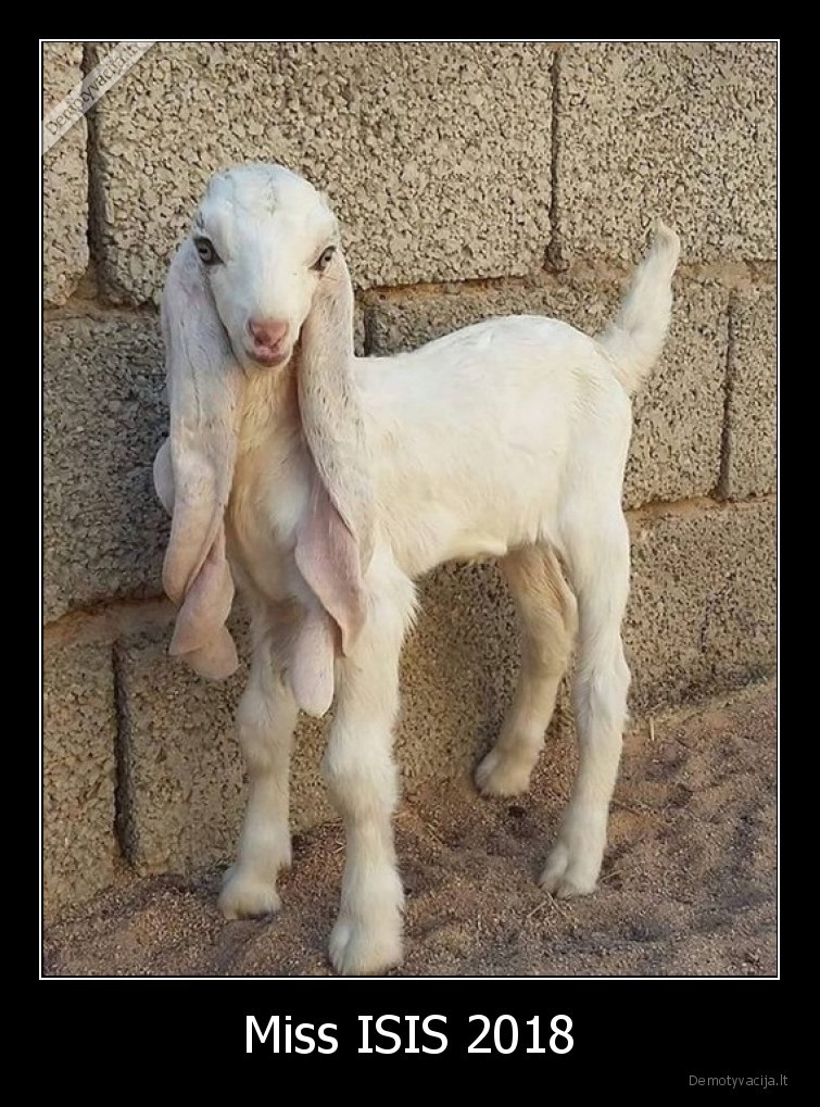 grozis,subjektyvus,dalykas,isis