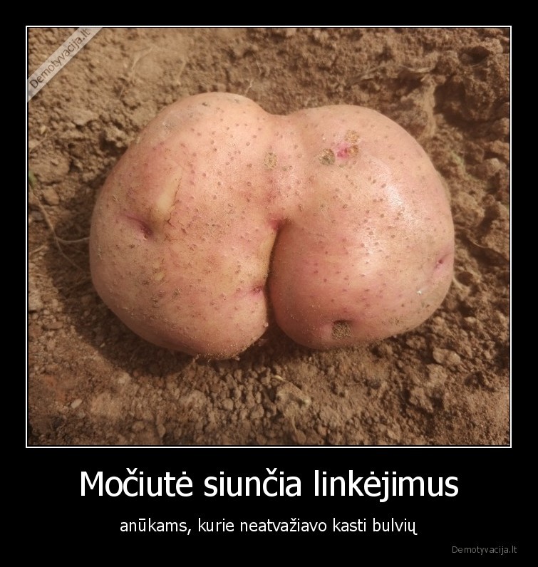 mociute,anukai,bulves,bulviaksis