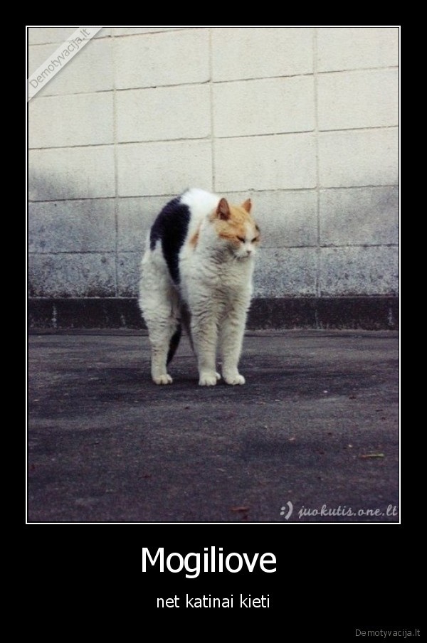 mogiliovas,katinas,rajonas