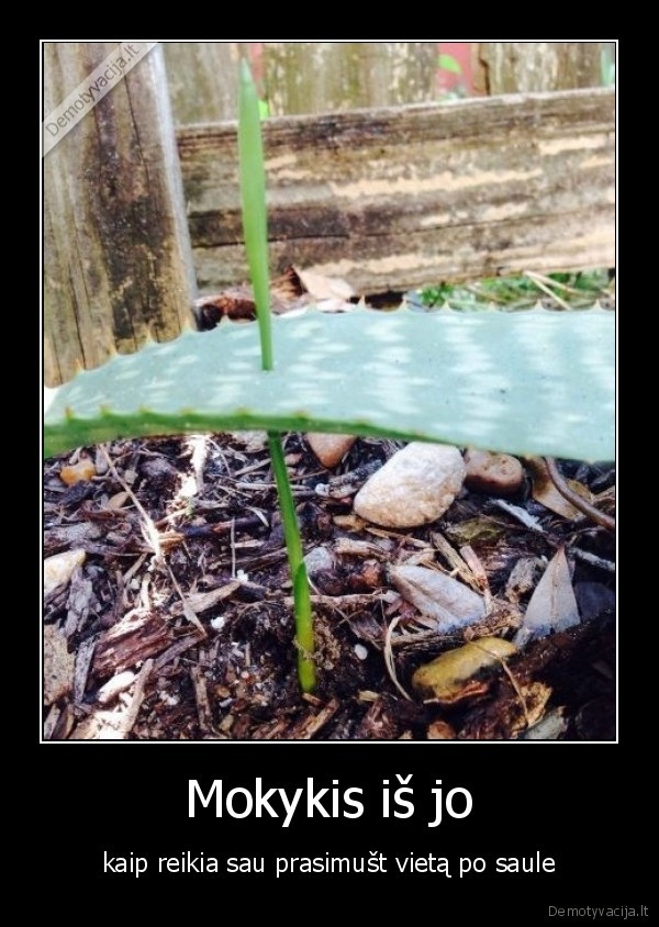 saule,vieta,prasimust