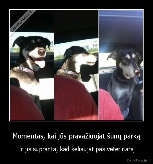 suns, reakcija,liudnas, suo