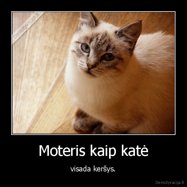 tai, stai, apie, ka, tas, filmukas, catwoman