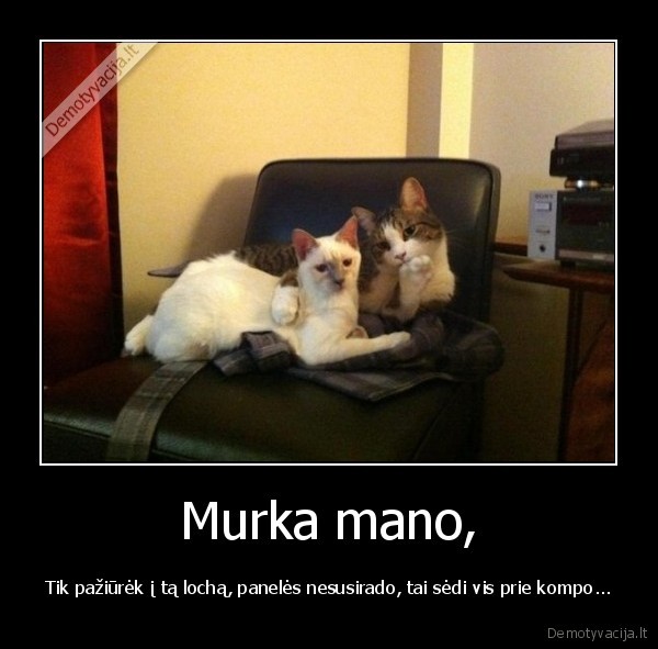 Murka mano,