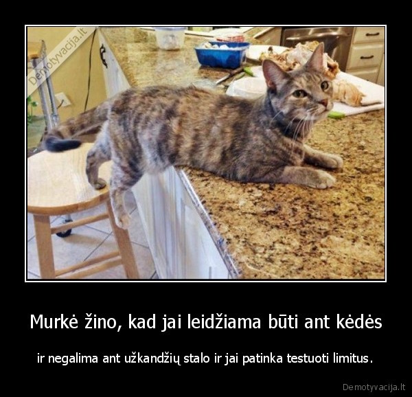 murke,kate,katinas,limitai