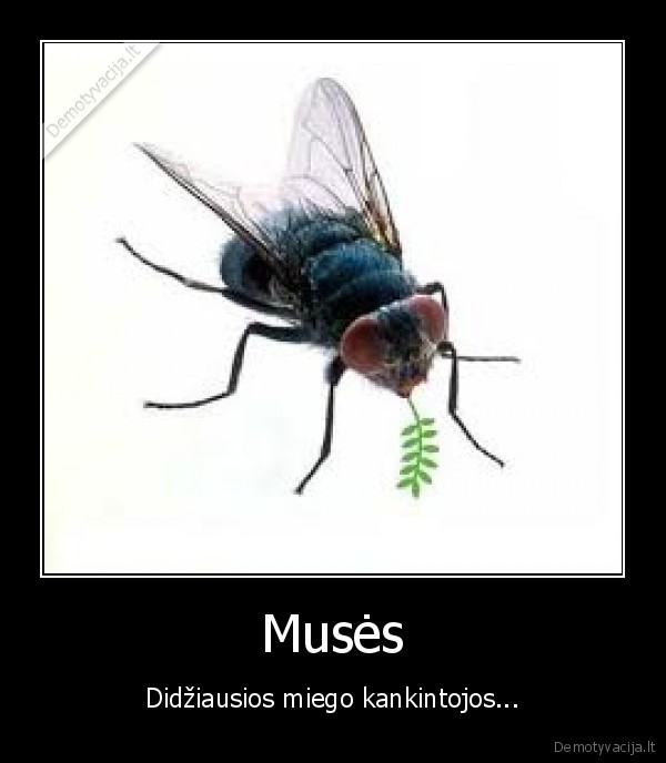 muses,miegas