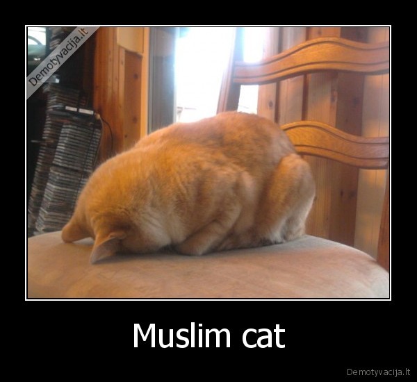 Muslim cat