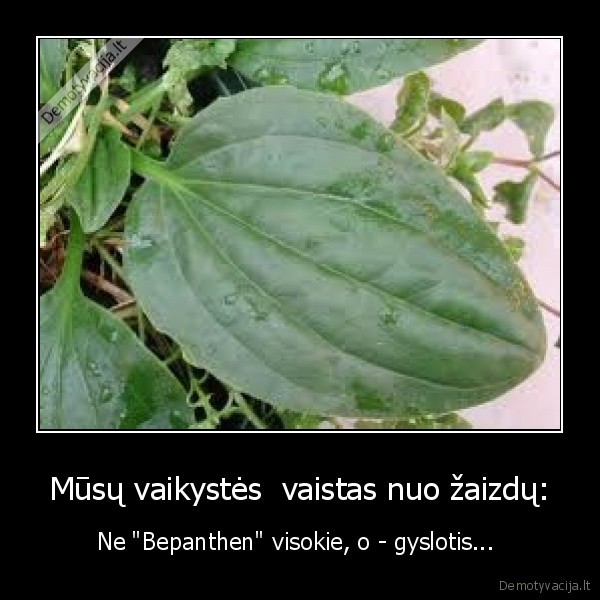 Mūsų vaikystės  vaistas nuo žaizdų: