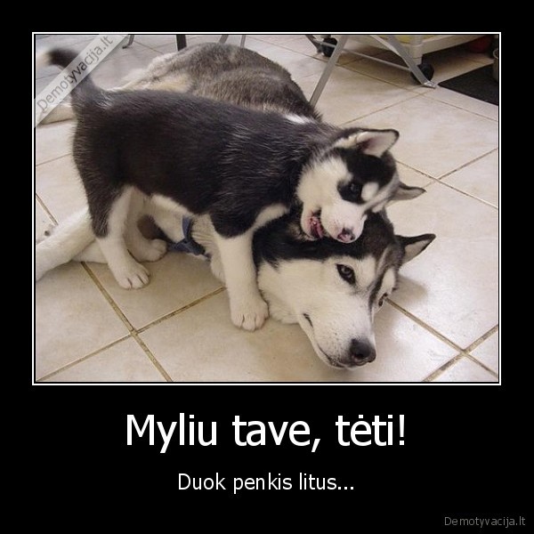 mielas, haskis,mazas, suniukas,pinigai, vaikui