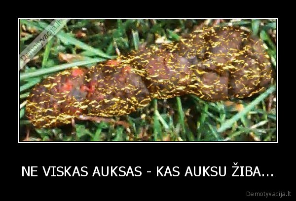 NE VISKAS AUKSAS - KAS AUKSU ŽIBA...