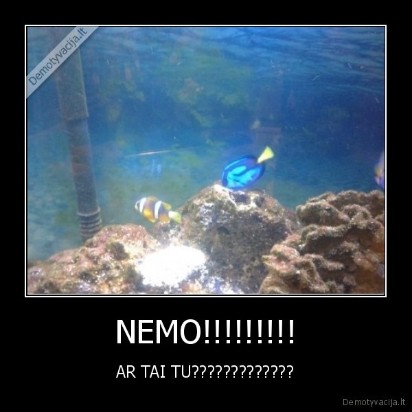 NEMO!!!!!!!!!