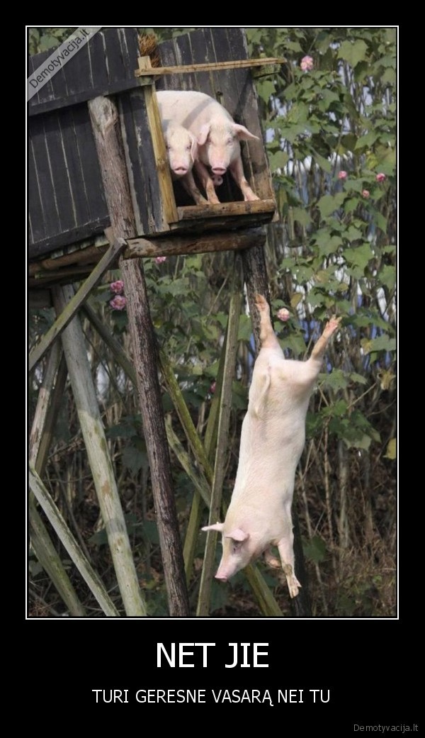 kiaules,vanduo,vasara,bomba